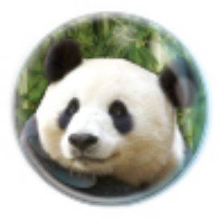 Obrázek z Magnet kulatý 5cm - panda (12) 